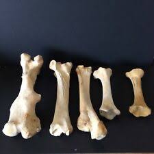 Animal Skeleton For Sale Ebay
