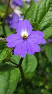 Image result for Browallia americana