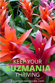 Guzmania Plant Care These Essential Tips Will Help You Grow Amazing Guzmania Flowers Guzmania Lingulata Bromeliads Care How Plants Plant Care Smart Garden