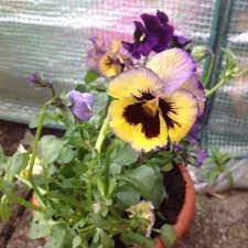Viola Fizzy Lemonberry Pansy Fizzy Lemonberry In Gardentags Plant Encyclopedia