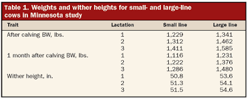 Struggling With How Big Heifers Should Be