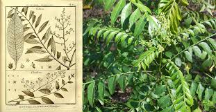 Image result for Clausena