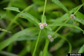 Image result for Alternanthera sessilis