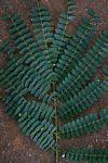 Image result for Albizia schimperiana