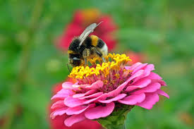 Maybe you would like to learn more about one of these? What Specific Plant Qualities Attract San Antonio Pollinators
