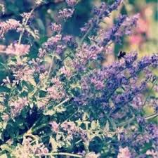 French words for catnip include herbe aux chats, herbe à chat and l'herbe à chat. Catnip Herb Of The Week Commonwealth Center For Holistic Herbalism
