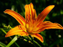 Lily flowers toxic to dogs. 10 Plants That Are Poisonous To Pets
