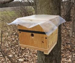1295 x 1079 jpeg 435 кб. Putting Bumble Bees In A Box Might Help Scientists Study Their Nesting Ecology