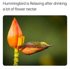 Wholesome memes are a subgenre of image macros in which creators subvert audience expectation by taking established meme templates and using them expressing supportive, caring sentiments. 27 Wholesome Memes To Give You A Dose Of Serotonin Let S Eat Cake