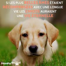 Des Excuses Pour Les Chiens De Marion Bello