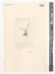 Image result for Ypsilopus erectus