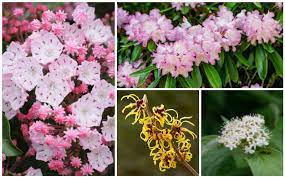 Full sun to partial shade; 10 Shade Tolerant Flowering Shrubs Garden Lovers Club