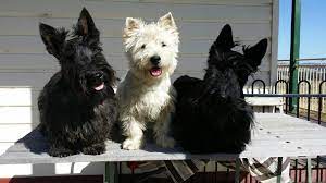 Kanyas Kennels Scottish Terrier West Highland White Terrier Breeder Yarra Valley Vic