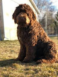 Newfypoo F1 Poodle Mix Dogs Dog Haircuts Dog Life