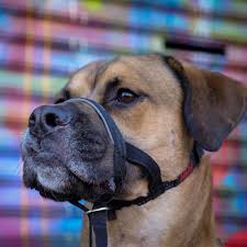 Puppy board and train nyc. Best Dog Trainer Nyc Dog Training