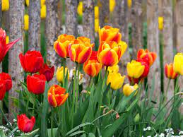 Die frühen tulpensorten blühen bei warmem wetter manchmal schon ab ende märz, aber auf der sicheren seite mit einer ersten tulpenblüte ist man normalerweise ab anfang april. Bunte Fruhlingsboten Tulpen Bluhen Wieder In Vielen Farbvariationen