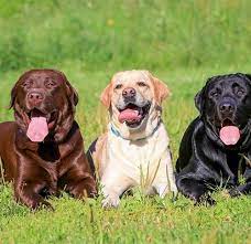 He is super sweet and loves to be around other people, loves to cuddle but 20 Must Have Items For The Labrador Retriever Lovers In Your Life