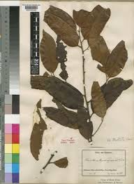 Image result for Staudtia