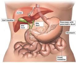 Image result for Gall bladder