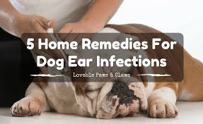 What is the best home remedy for dogs ears? Cocker Spaniel Ear Infection Home Remedy Www Macj Com Br