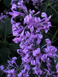 Image result for Hypoestes aristata