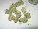 Dark Green Weed With Orange Hairs