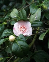 Image result for Camellia japonica