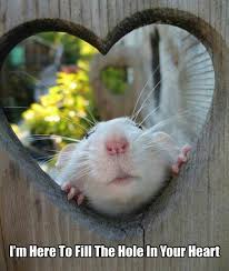 images?q=tbn:ANd9GcQAyocjiIBex-Y_a_Y9_yE7-Y0_a4gNAVT9xYOKNJqRnhP3BYj5