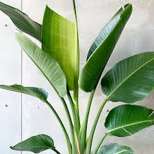 Giant Bird Of Paradise Houseplant Urbanjungle Jardin Houseplants Plants Landscape Design Plant Leaves