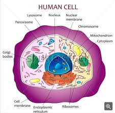 Animal cell structure in hindi. What Is Going On Inside That Cell Human Cell Diagram Cell Diagram Human Cell Structure