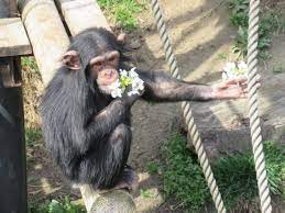 日立市かみね動物園 公式 on twitter animals zoo gorilla