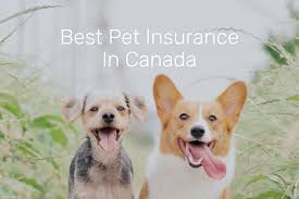 The best pet insurance for dogs will offer the cover you need at an affordable price. Best Pet Insurance Companies In Canada For 2021 Simple Rate