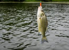 Trolling using a combination of lures and baits works well. Striped Bass Best Striped Bass Lure Striped Bass Season