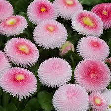 Image result for Bellis