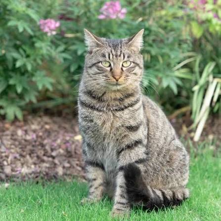 狸花猫（食肉目猫科猫属动物）_百度百科