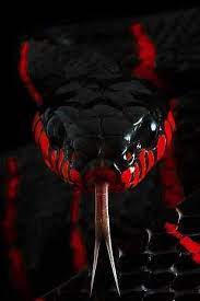 Panther Jjk Sssssss In 2021 Snake Wallpaper Wild Animal Wallpaper Pet Snake