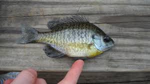 Why Everything You Know About Bluegill Management Is Wrong