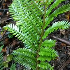 Image result for Ptisana