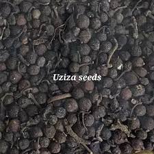 Image result for Piper guineense