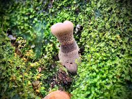 Image result for Panicum nigromarginatum