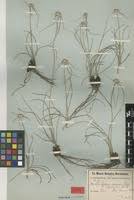 Image result for Cyperus margaritaceus