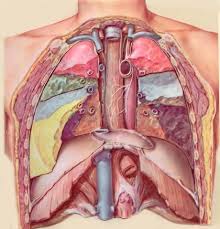 Each of these anatomical structures should be viewed using a systematic approach. Breathing