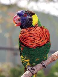 The Green Naped Lorikeet Pet Birds Beautiful Birds Bird