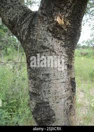Image result for Commiphora mombassensis