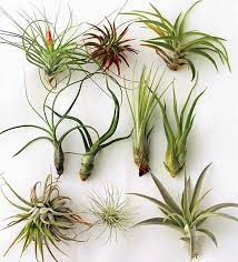 Like many types of air plants, tillandsia funkiana can be cultivated indoor as a houseplant. Complete Guide To Air Plants Tillandsia Our House Plants