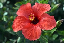 Image result for Hibiscus