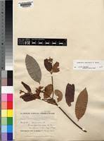Image result for Landolphia rufescens