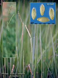 Image result for Urochloa dictyoneura