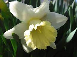 Daffodils Flowers Google Search Daffodil Flower Pictures Daffodils Daffodil Flower