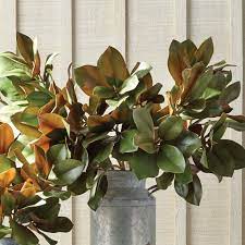 Grand Magnolia Leaf Stem 42 5 Magnolia Leaves Home And Garden Elements Of Nature